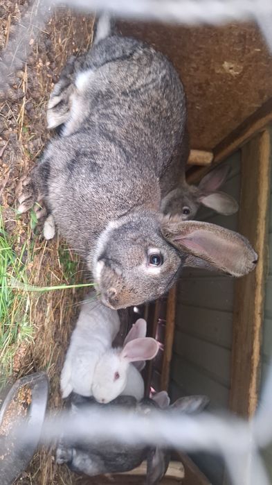 Vând iepuri mici și mari vi sau tăiați