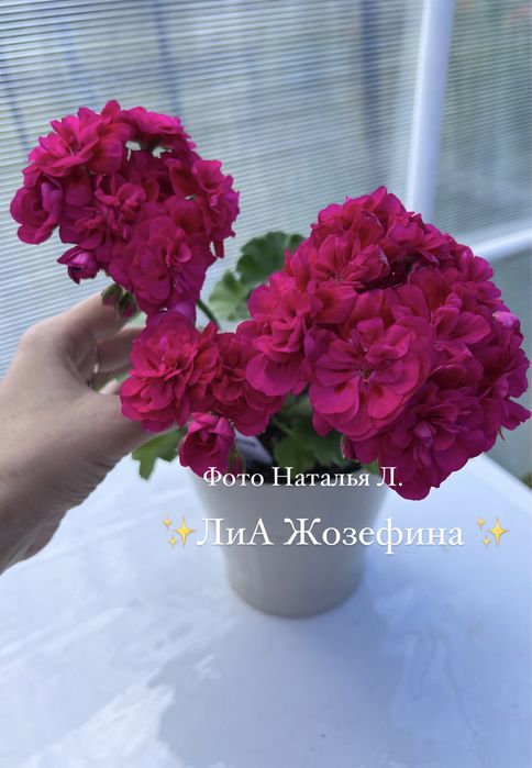 Сортовые пеларгонии.