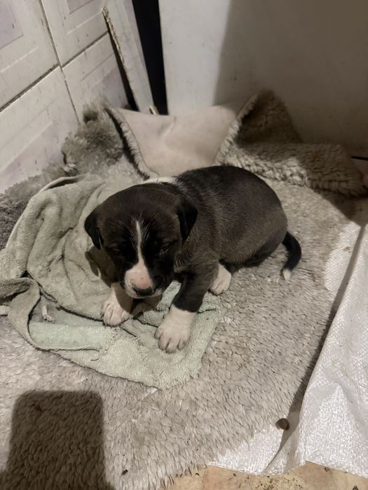 Продам щенков помесь