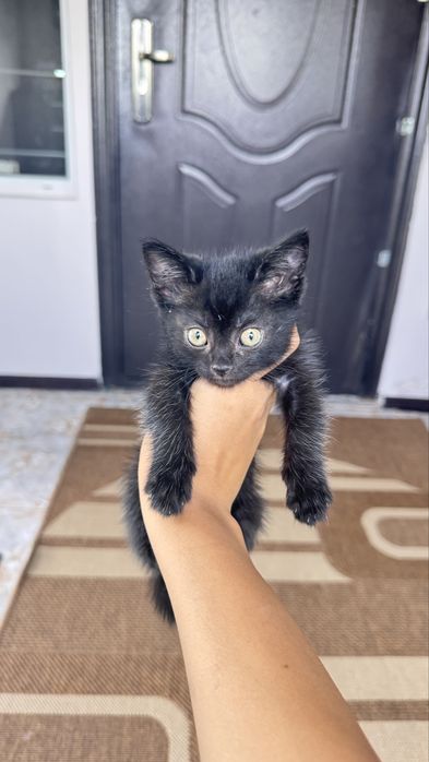 отдам котенка в добрые руки