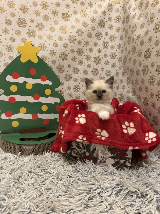 Котенца Регдол/Ragdoll