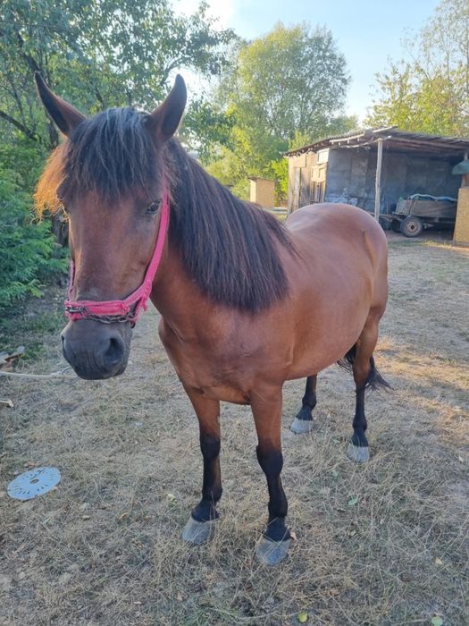 Vând cal vârstă 10 ani
