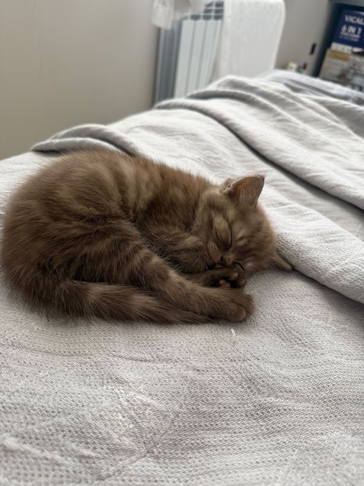 Продается котенок