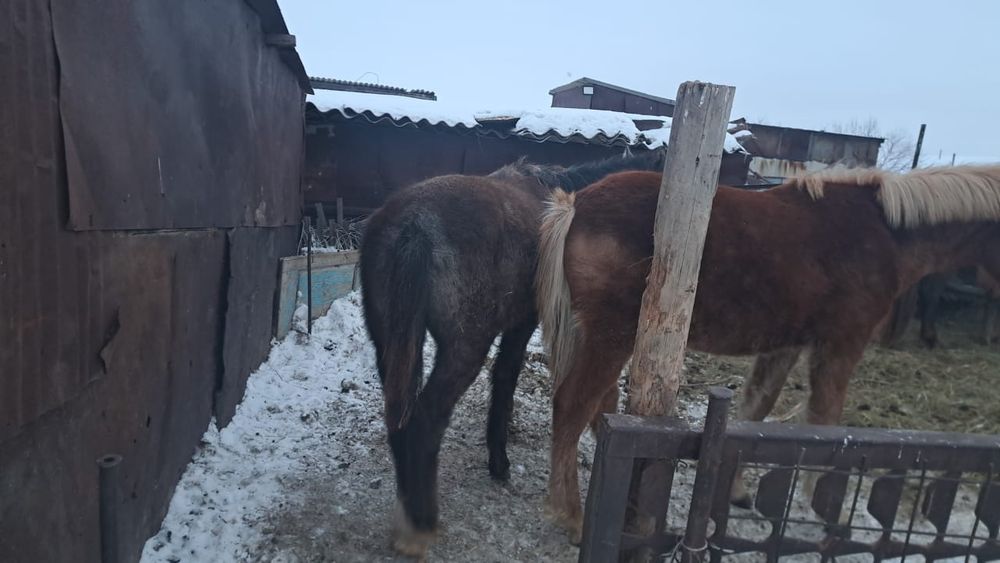 Жеребец апрельский 2025 года