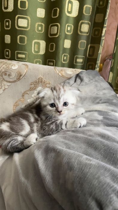 Скоттиш фолды и страйт