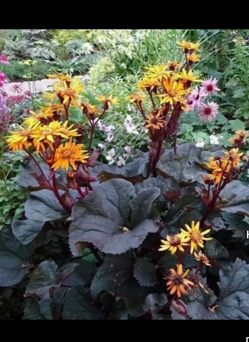 Продам отростки цветов для дачи