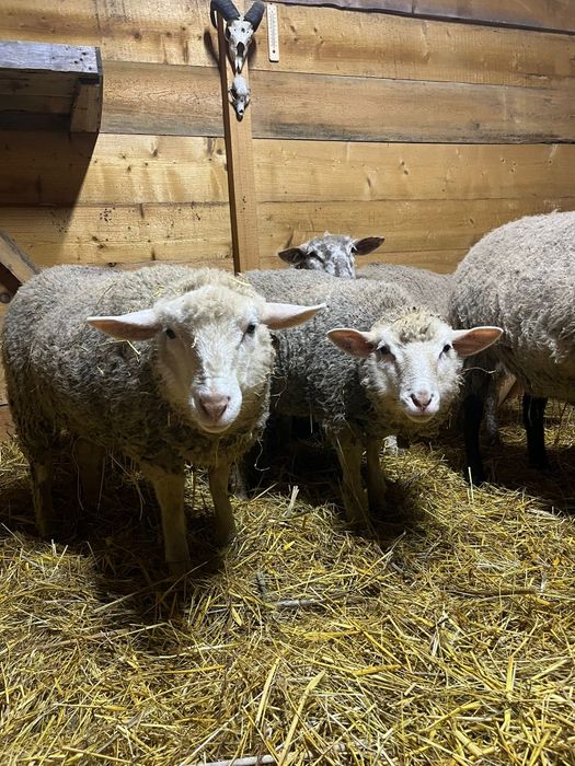 Oi metis Texel/ oi 2025/ oi Texel