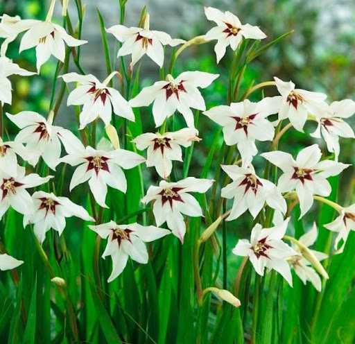 Ацидантера, канны, георгины все есть в наличии