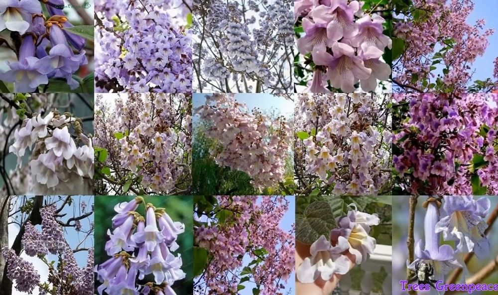 Пауловния фиданки