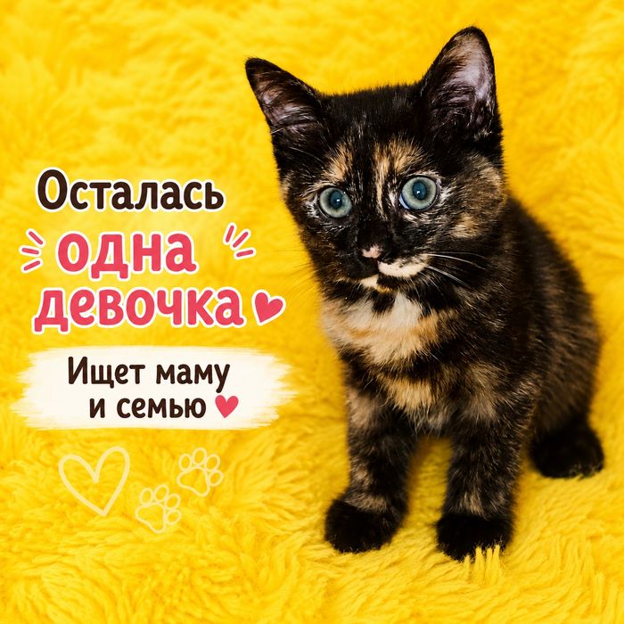 Котята, чудом спасенные из заточения, ищут дом!