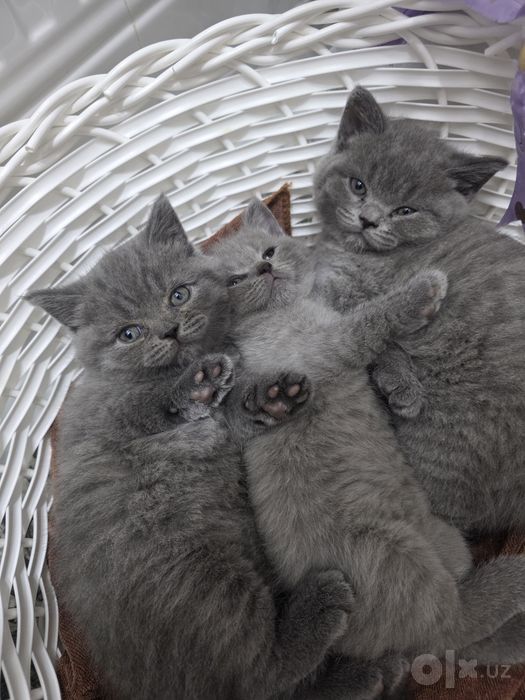 Продаются котята кушают,туалет ходять.Мишки ждут своих хозяевов
