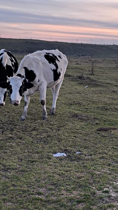 Vând doua juninci Holstein