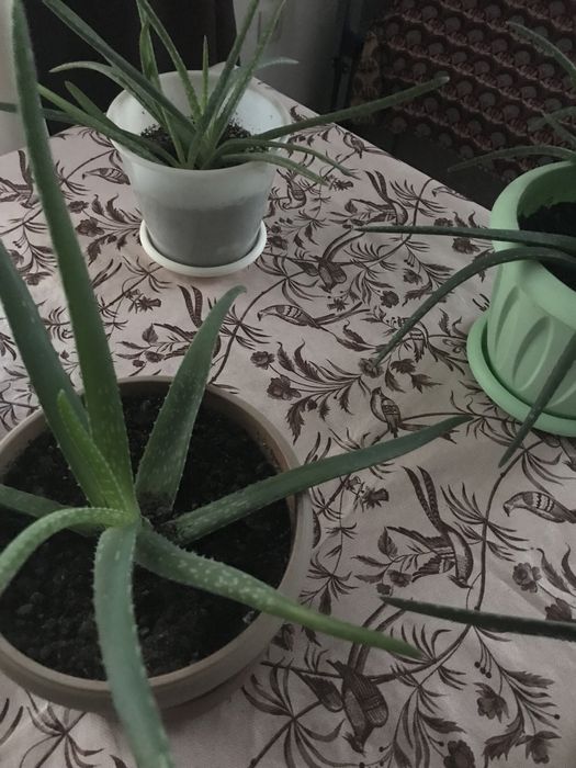 Лечебное растение. Алоэ