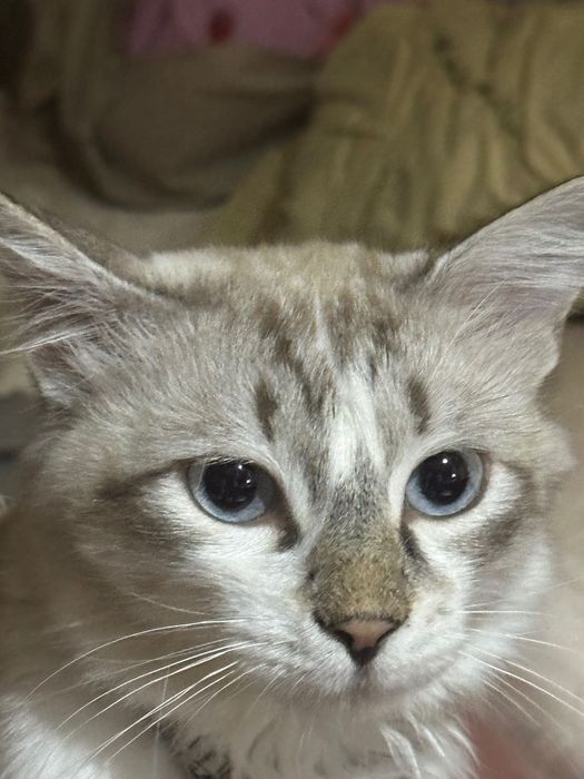 Брошенный кот ищет новых хозяев