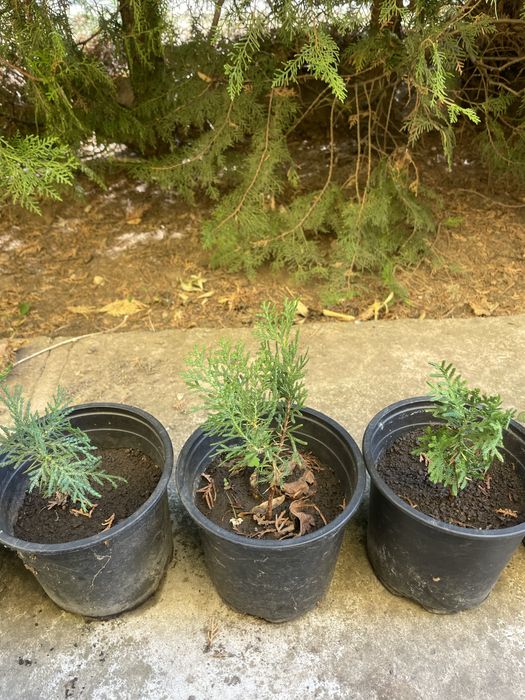 Туя- оградна