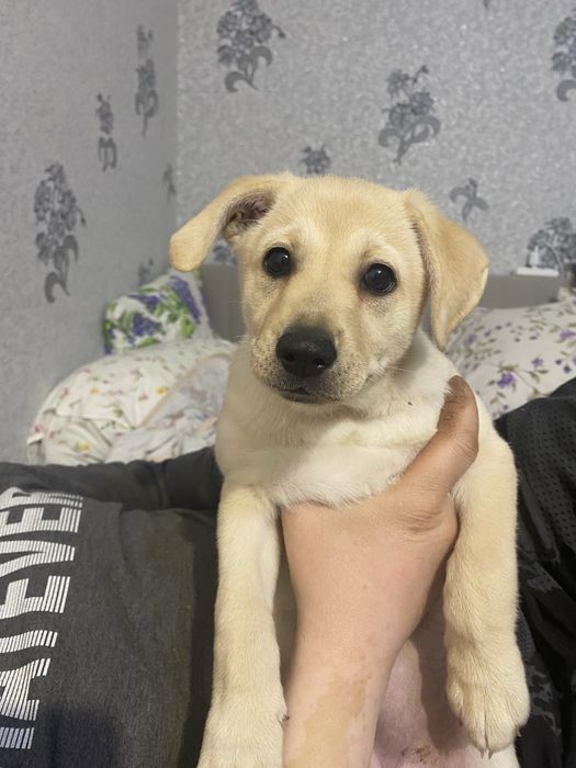 Щенок. Пристраивается щенок.