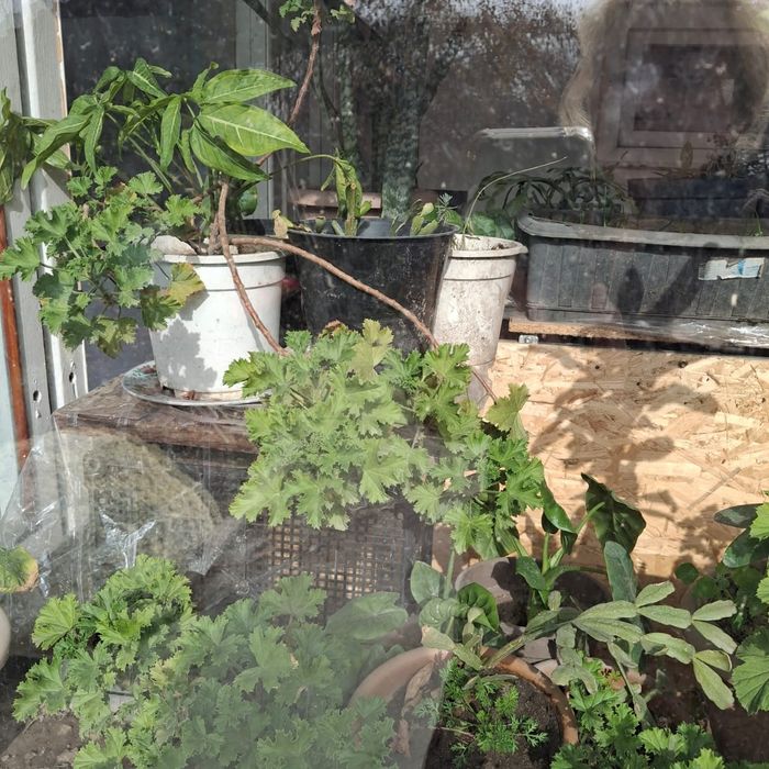 Срочно, Герани 500