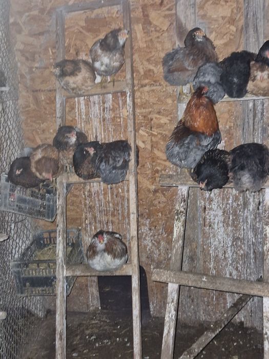 Vând ouă găini araucana