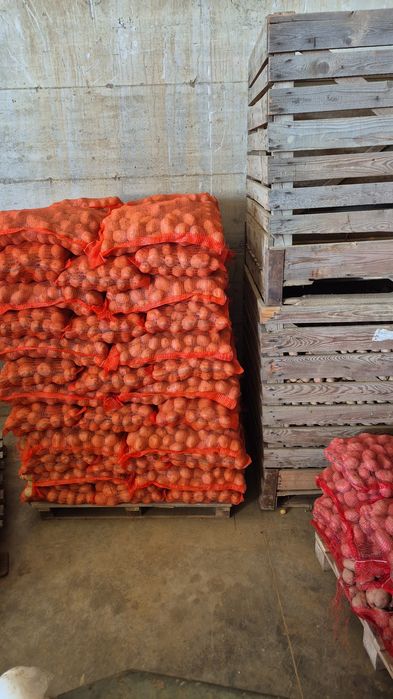 Cartofi de samanta din Clasa A