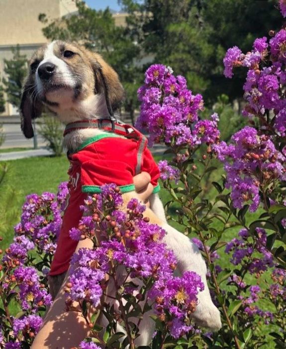 Домашняя собака в добрые руки