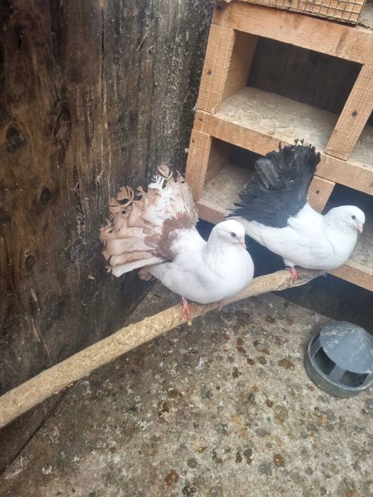 Porumbei rotati albi cu coada neagra,pescarusi chinezi,simi,standard