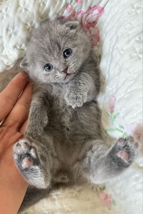 Шотлански висалухий