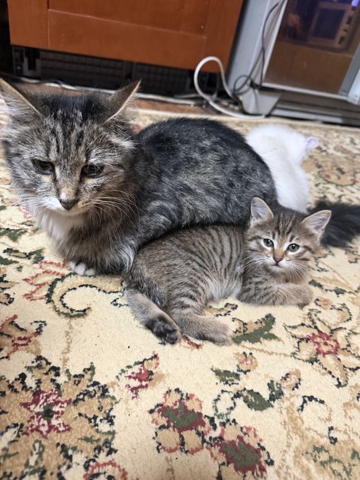 Котенок девочка очень умная игривая