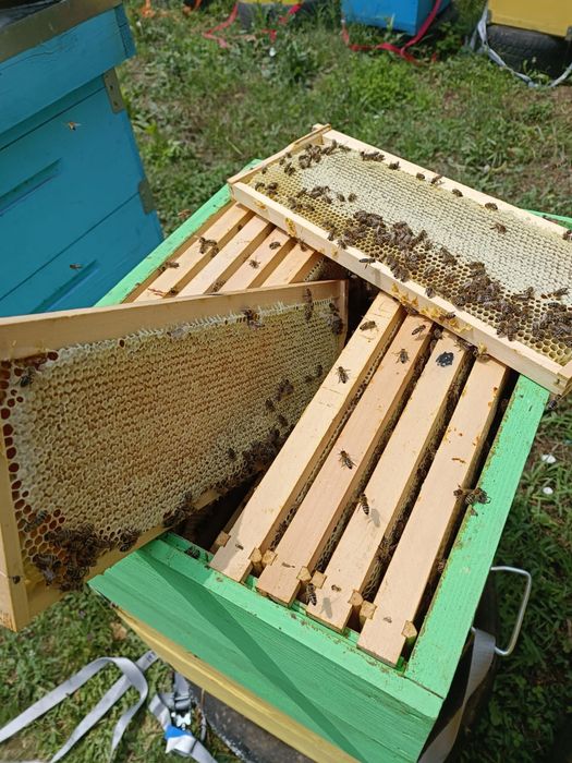 Vand miere poliflora