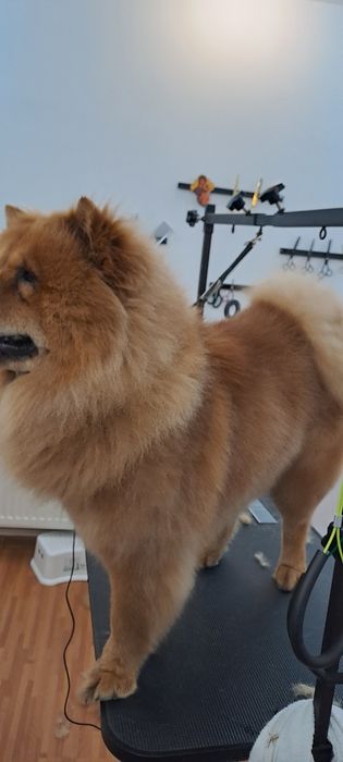 Salon frizerie canina DogMery Pet