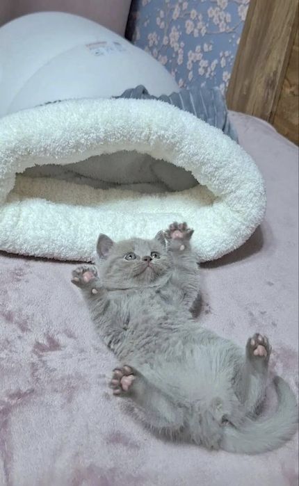 Шотландская девочка