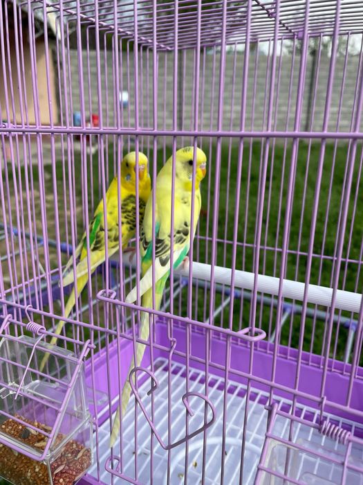 Продам пара попугай с клеткой