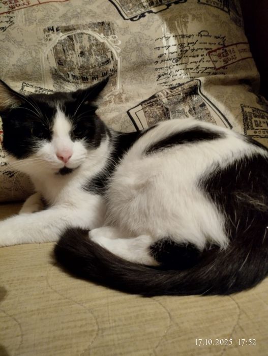 Отдам кота - хоть куда