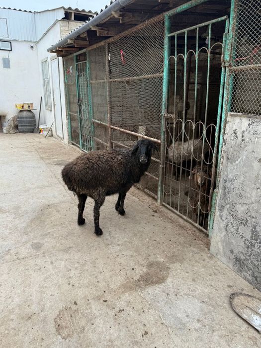 Семиз кой сатылады