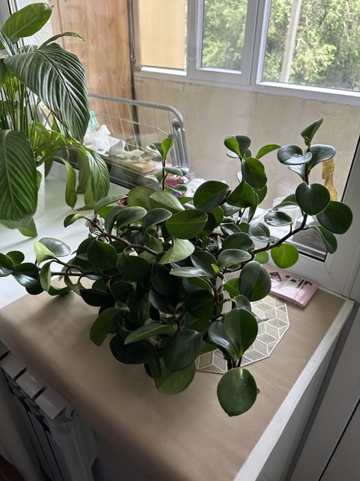 Продам домашние цветы