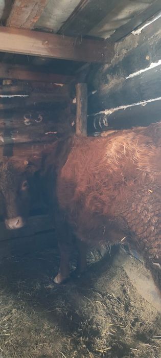 срочно продам трёхлетка тёлка