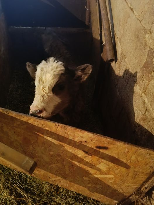 Телята 3 недельные