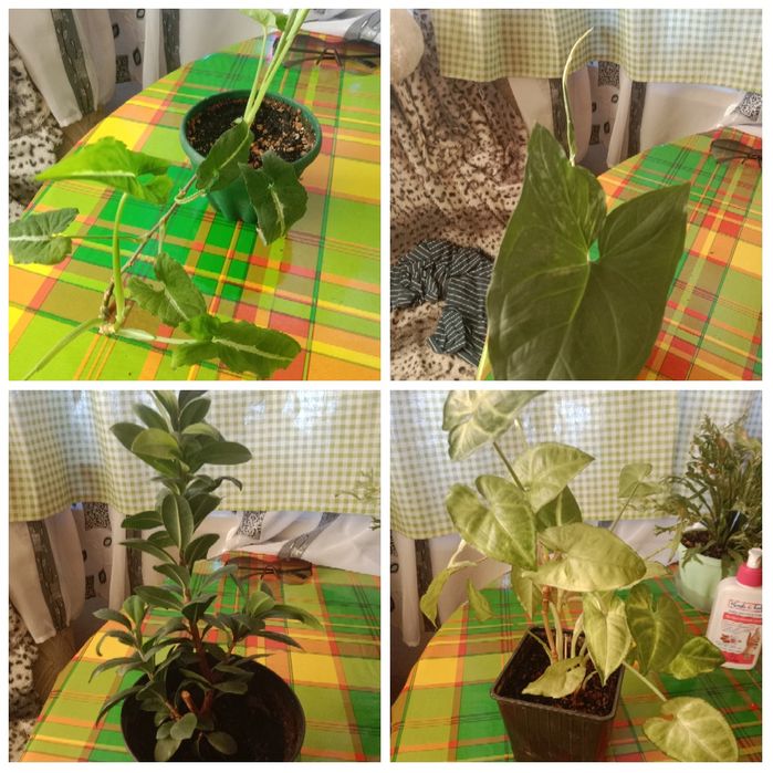 Продаю цветы комнатные