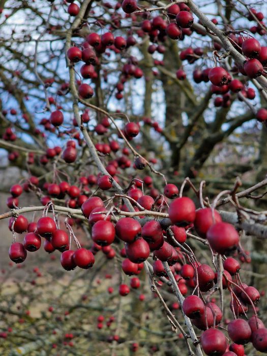 Fructe proaspete de paducel si macese