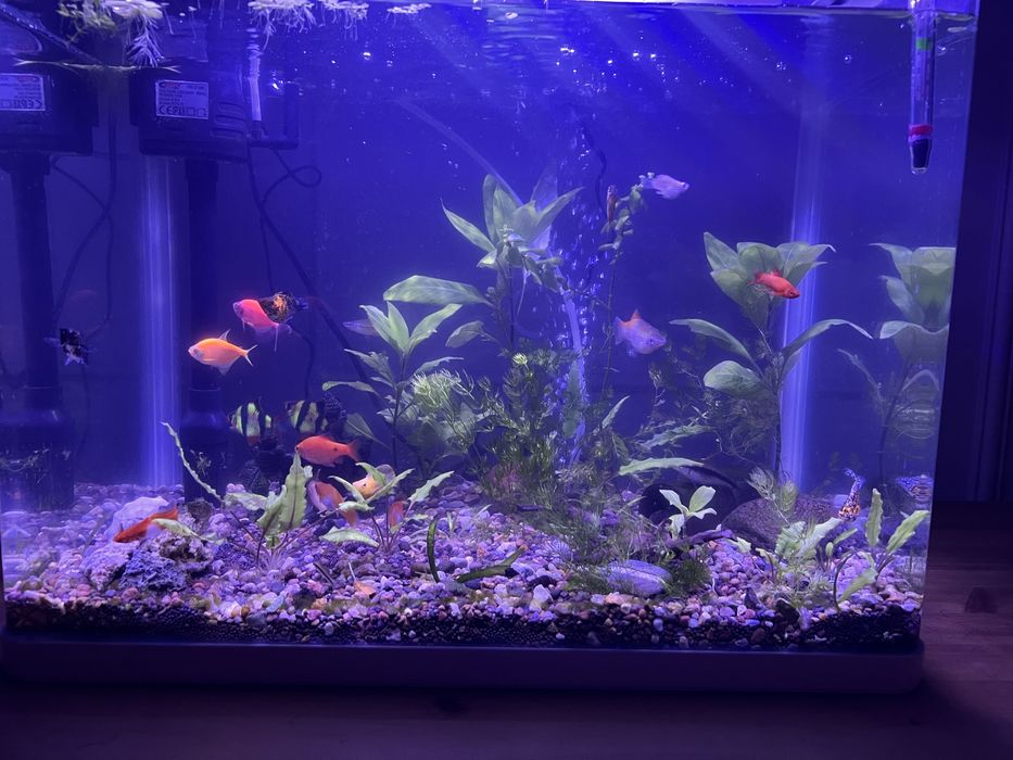 Аквариум 70 л, полный комплект