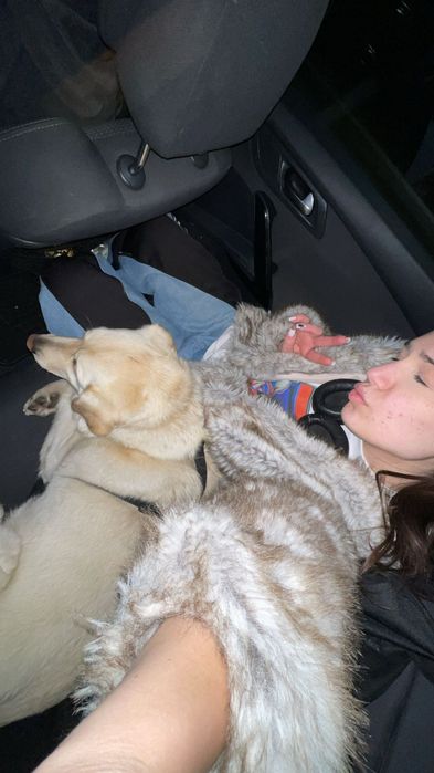 pet sitter (plimbări, vizite la domiciliu, cazare) CLUJ