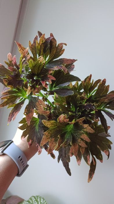 Комнатные растения