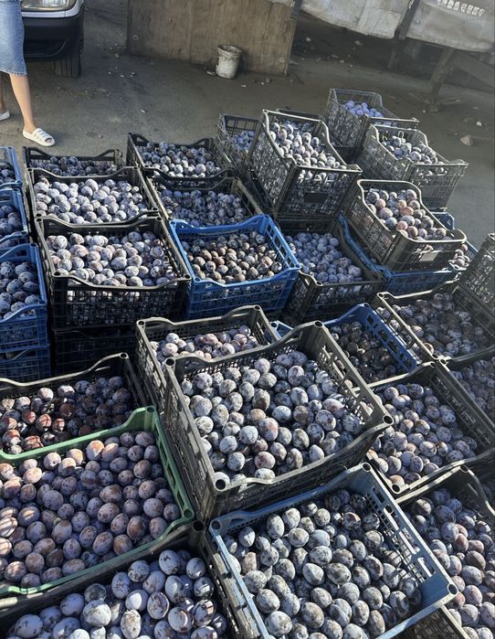 Prune pentru țuică