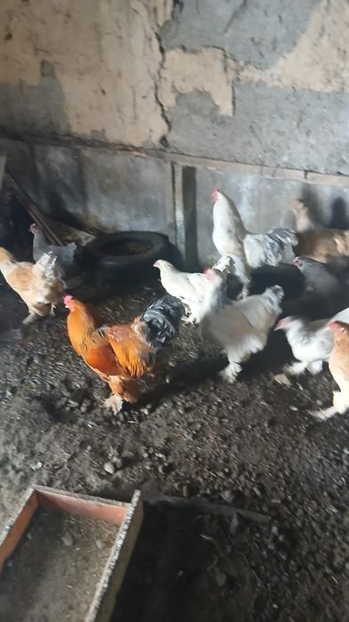 Продам курицы брам (брам тауык)