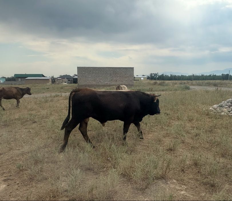 Продам двух больших Быков