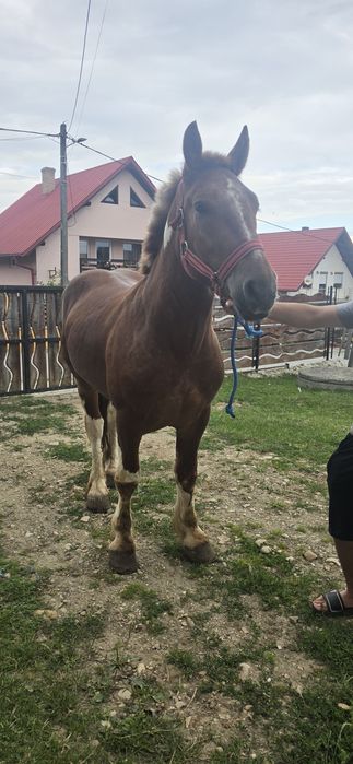 De vânzare armăsar de 3 ani