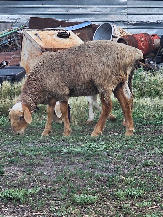 Продам едильбайских токты и овец