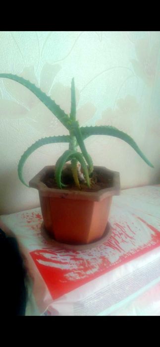 Свежий листья Алоэ Вера