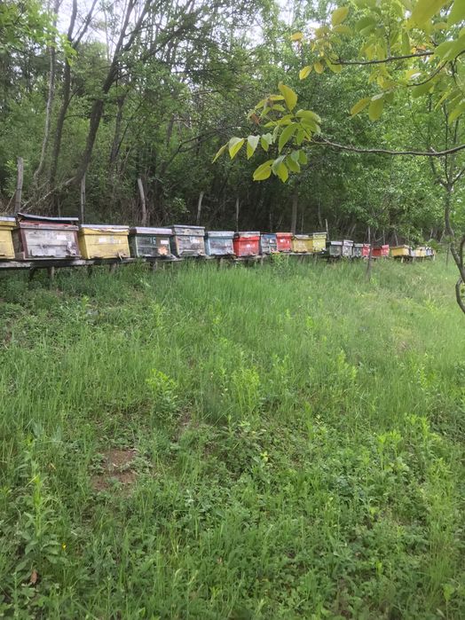 Vând famili de albine