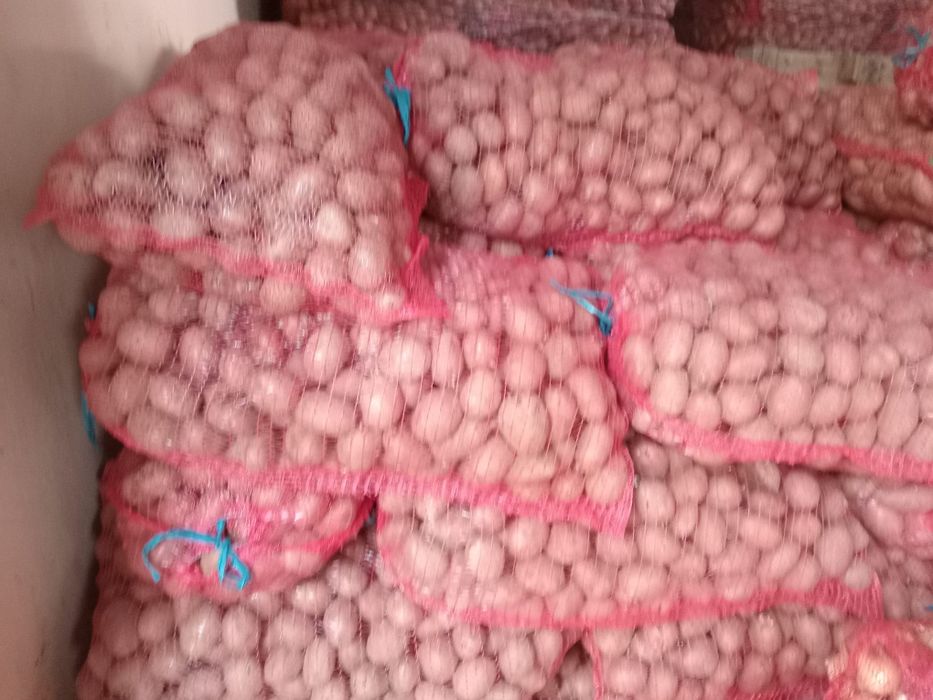 Cartofi roșii de sămânța