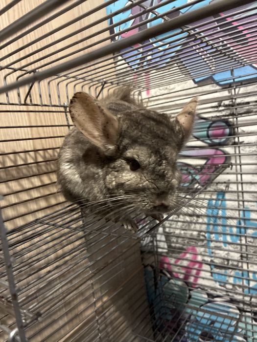 Продам шиншилк с клеткой
